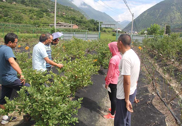 甘孜藍莓種苗基地