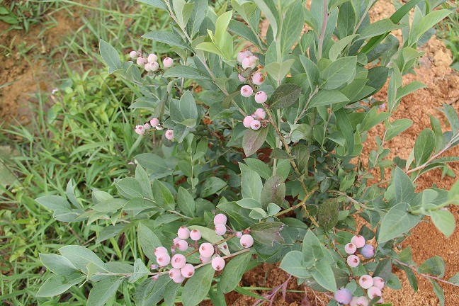 攀枝花藍莓種植基地