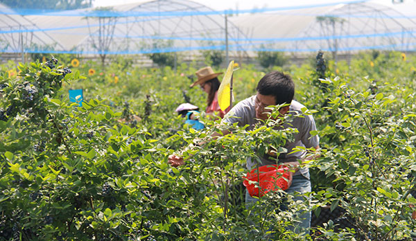 種植藍(lán)莓苗不忘此項(xiàng)，方得始終