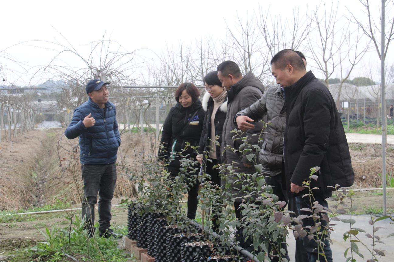 成都逸田與四川省農業(yè)科學院園藝研究所關于藍莓新品種新技術示范項目驗收合格