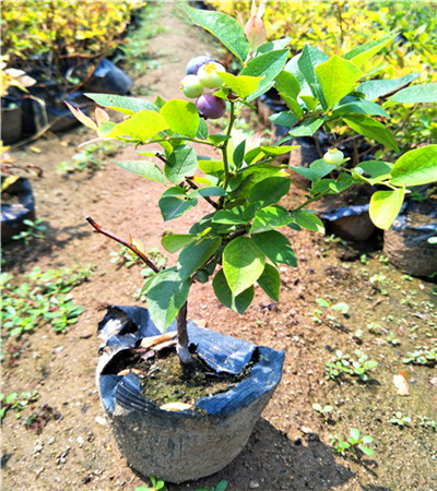 四川藍莓種苗基地