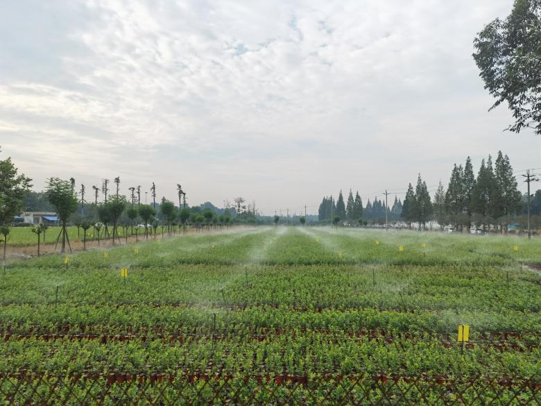 	成都藍莓種苗-全景圖